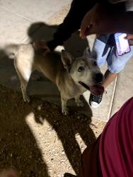 Reunited Male Dog last seen Pecos and owens, North Las Vegas, NV 89030
