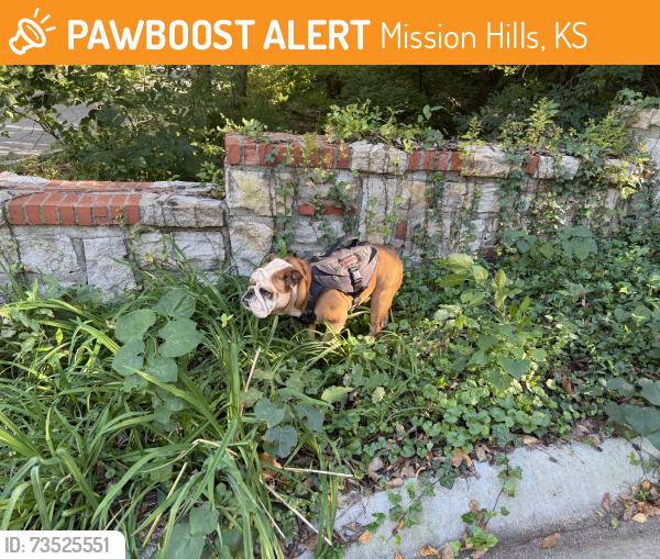 Found/Stray Male Dog last seen Mission Drive & High Drive, Mission Hills, KS 66208