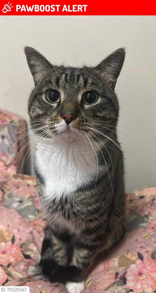 Lost Male Cat last seen Gowan road sunnybankhills, Sunnybank Hills, QLD 
