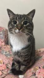 Lost Male Cat last seen Gowan road sunnybankhills, Sunnybank Hills, QLD 