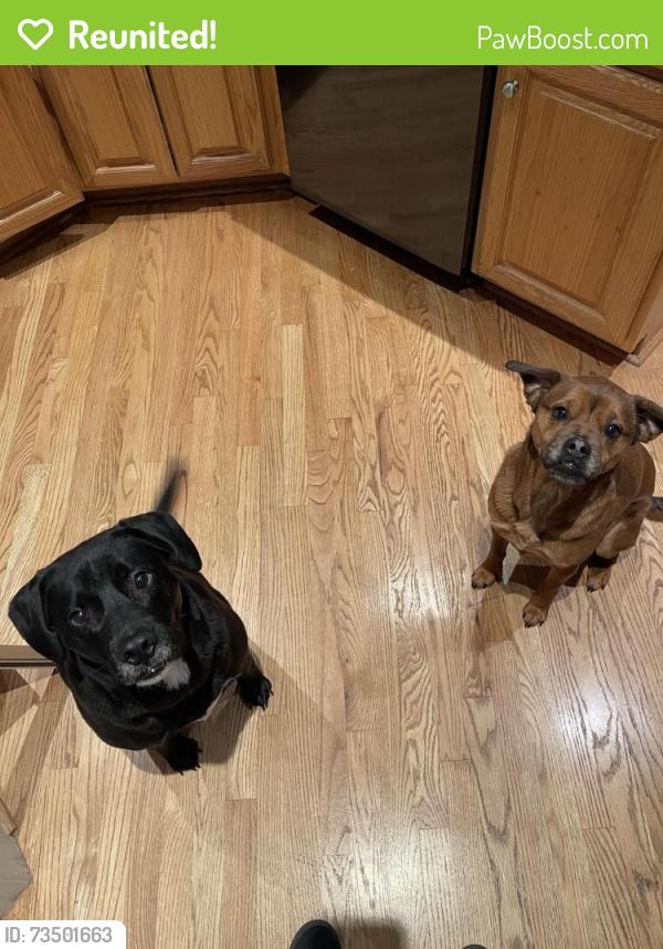 Reunited Female Dog last seen Near Old Us Highway 70 W near Pinehollow Golf Course, Clayton, NC 27520