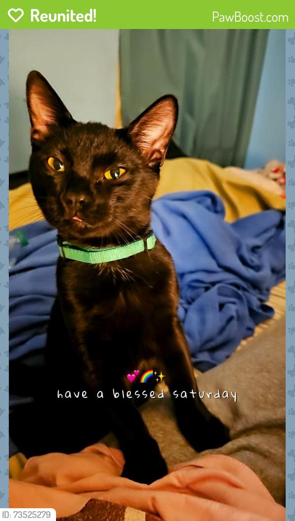 Reunited Male Cat last seen Pleasant ridge rd, Knoxville, TN 37912