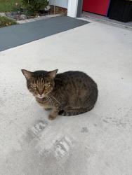 Found/Stray Male Cat last seen Silver isles blvd, Hampton, VA 23664