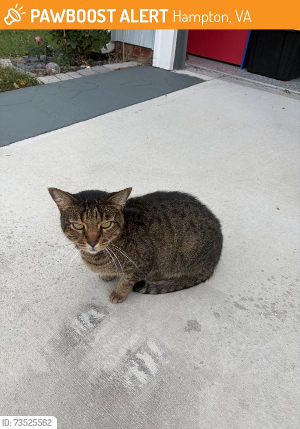 Found/Stray Male Cat last seen Silver isles blvd, Hampton, VA 23664