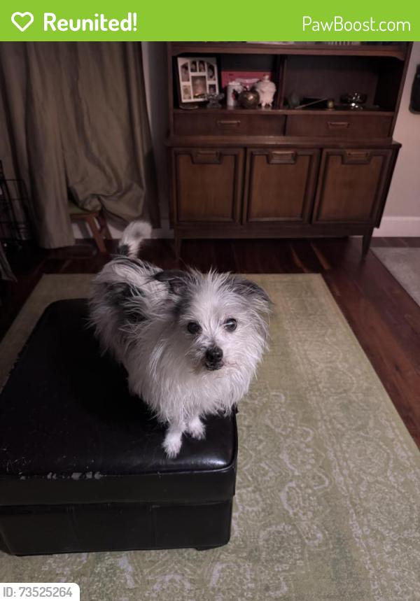 Reunited Male Dog last seen 9th and Pueblo St, Boise, ID 83702