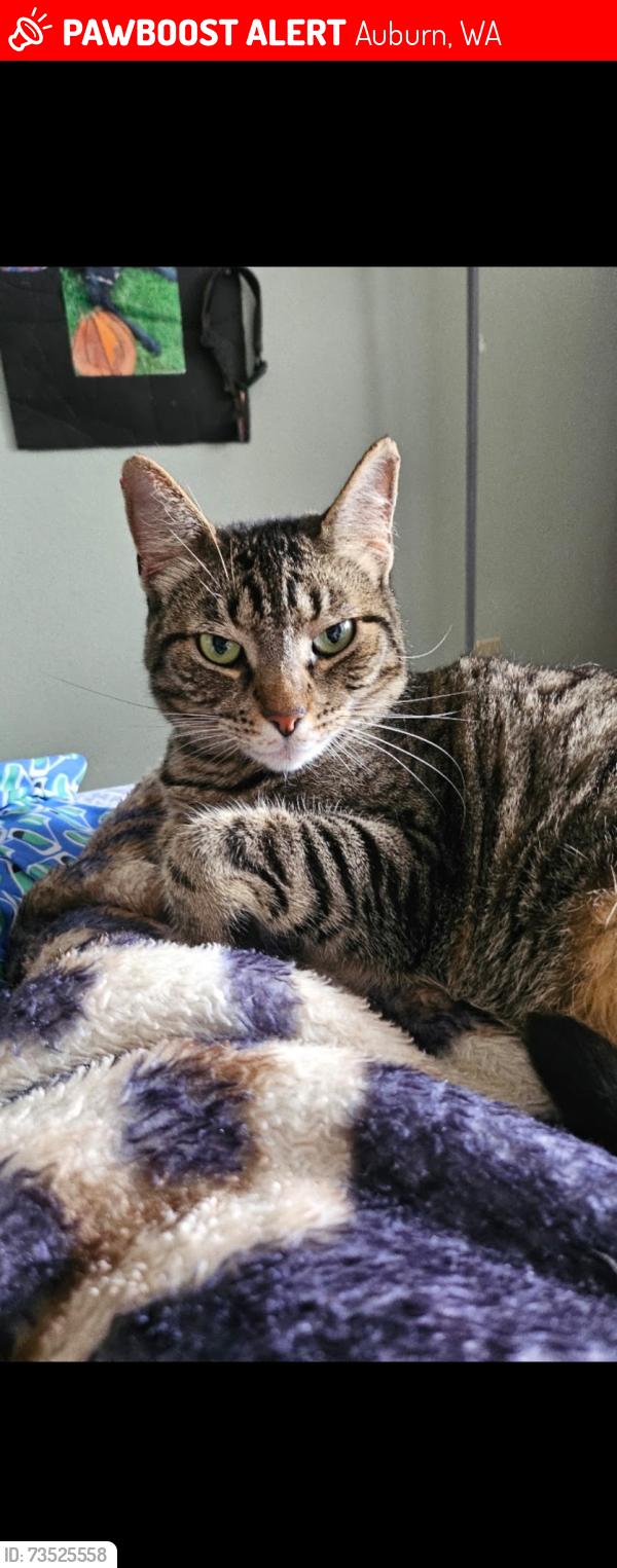 Lost Female Cat last seen Lakeland hills, Auburn, WA 98092