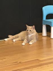 Lost Male Cat last seen Route 15 near hollys market, Gordonsville, VA 22942