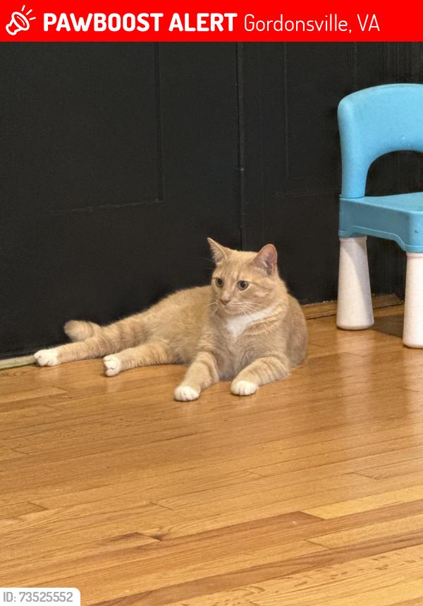 Lost Male Cat last seen Route 15 near hollys market, Gordonsville, VA 22942