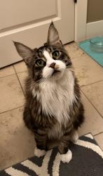Lost Male Cat last seen Olympic avenue and 196th, Edmonds, WA 98020