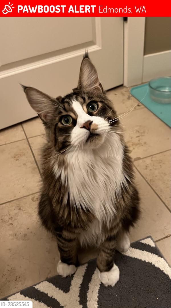 Lost Male Cat last seen Olympic avenue and 196th, Edmonds, WA 98020