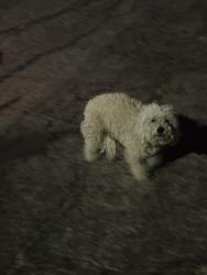 Found/Stray Unknown Dog last seen Pennsylvania and Rialto, San Bernardino, CA 92410