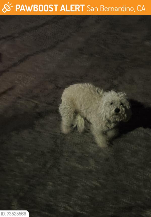 Found/Stray Unknown Dog last seen Pennsylvania and Rialto, San Bernardino, CA 92410