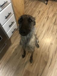 Reunited Female Dog last seen Near elm st fountain colorado, Fountain, CO 80817