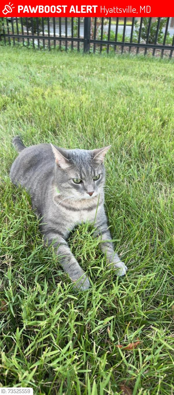 Lost Male Cat last seen Landon Court apmts, Hyattsville, MD 20782