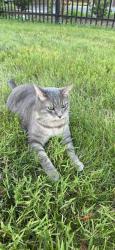 Lost Male Cat last seen Landon Court apmts, Hyattsville, MD 20782