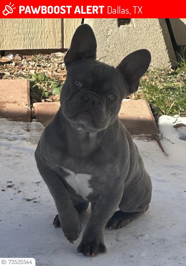 Lost Male Dog last seen Dentone dr/ Cherrywood ave, Dallas, TX 75235