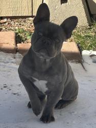 Lost Male Dog last seen Dentone dr/ Cherrywood ave, Dallas, TX 75235