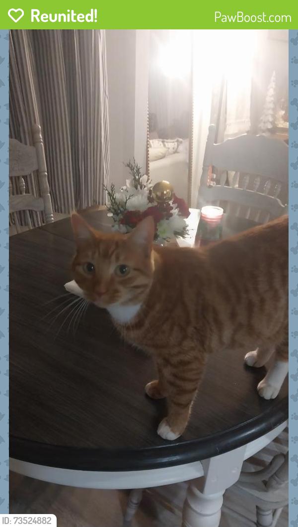 Reunited Male Cat last seen Alabama Dr and Herndon Parkway, Herndon, VA 20170