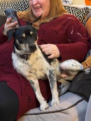 Found/Stray Male Dog last seen Tara plantation dr, Richmond, TX 77469