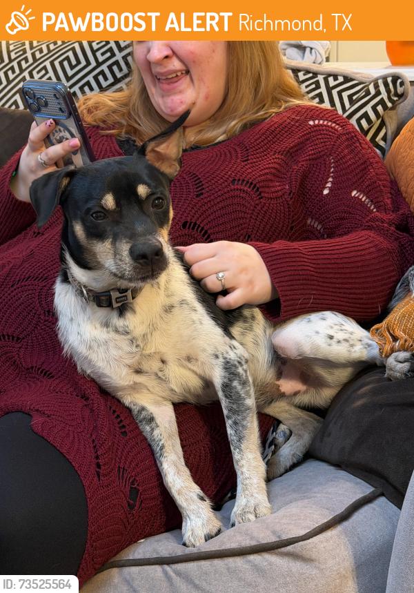 Found/Stray Male Dog last seen Tara plantation dr, Richmond, TX 77469