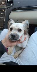Found/Stray Male Dog last seen Lawrenceville hwy, Lilburn, GA 30047