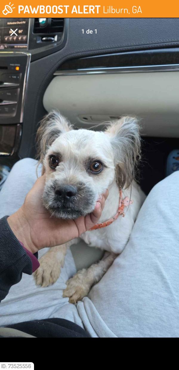 Found/Stray Male Dog last seen Lawrenceville hwy, Lilburn, GA 30047