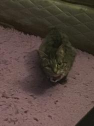 Lost Female Cat last seen Center of neighborhood, Mint Hill, NC 28227