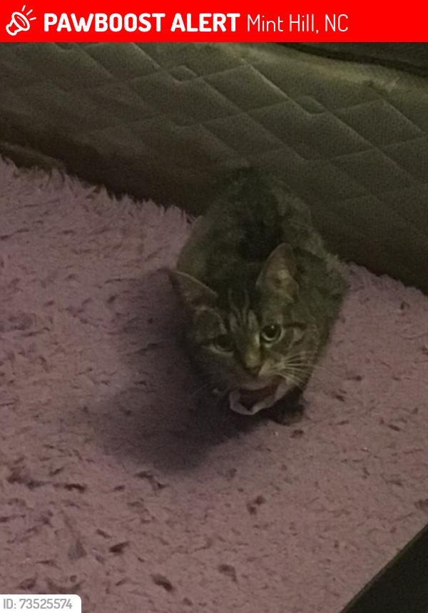 Lost Female Cat last seen Center of neighborhood, Mint Hill, NC 28227
