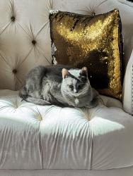 Lost Female Cat last seen Near Purple Crab Dr, Newark, CA 94560