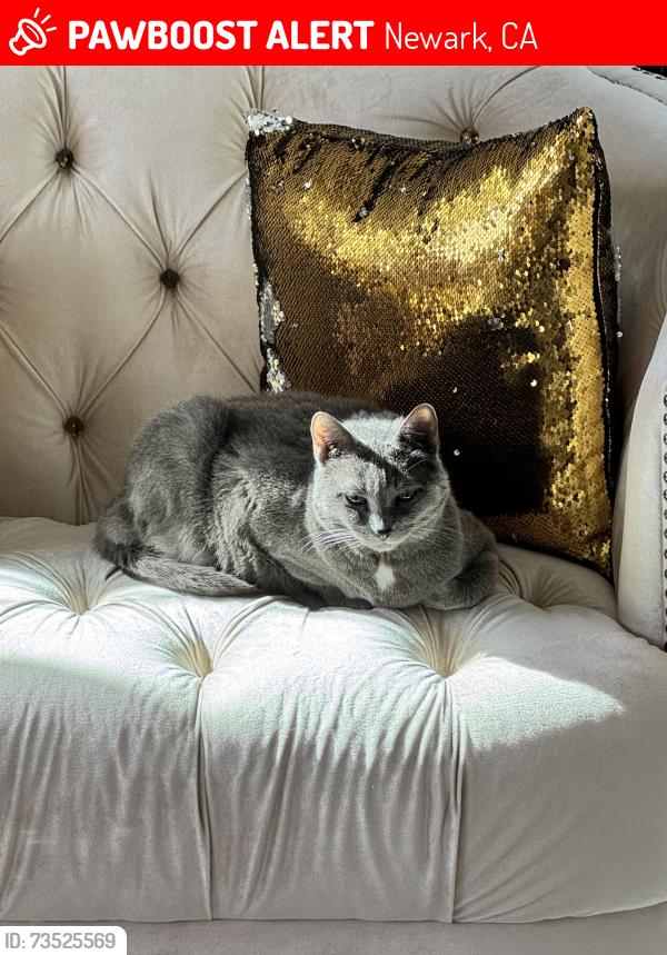 Lost Female Cat last seen Near Purple Crab Dr, Newark, CA 94560
