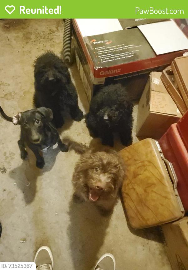Reunited Female Dog last seen TIMBERCREEK AND CULLY, Memphis, TN 38018