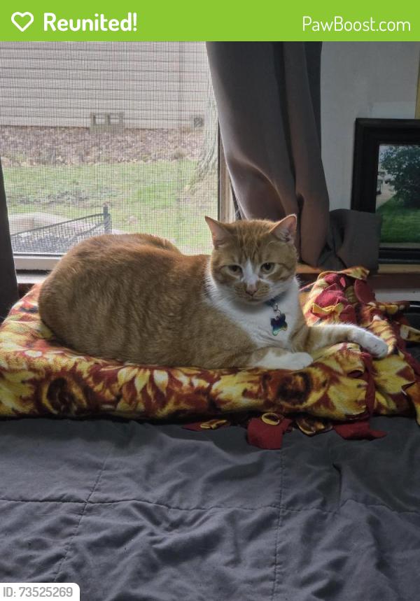 Reunited Male Cat last seen Denison Blvd and Berkshire Rd, Parma Heights, OH 44130