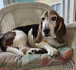 Reunited Male Dog last seen 62nd St W and Bayshore Gardens Parkway, Cotton Patch Quilt Shop, Bradenton, FL 34207