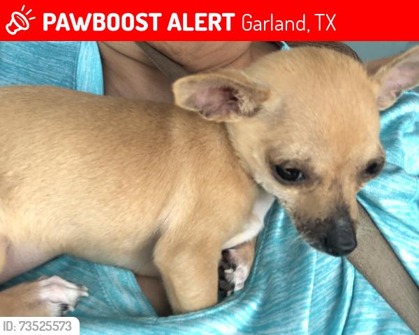 Lost Female Dog last seen Miller and first by the taco bueno, Garland, TX 75041