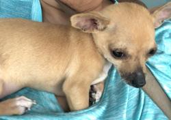Lost Female Dog last seen Miller and first by the taco bueno, Garland, TX 75041