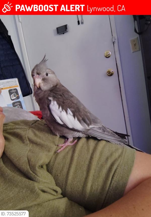 Lost Female Bird last seen Carlin Ave and Santa Fe Ave, Lynwood, CA 90222