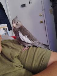 Lost Female Bird last seen Carlin Ave and Santa Fe Ave, Lynwood, CA 90222