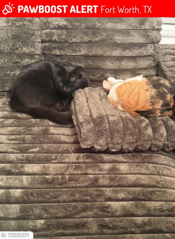 Lost Male Cat last seen Beach St. Shiver Rd, Fort Worth, TX 76244