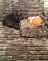 Lost Male Cat last seen Beach St. Shiver Rd, Fort Worth, TX 76244