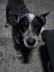 Found/Stray Male Dog last seen Lake Thunderbird, Norman, OK 73019