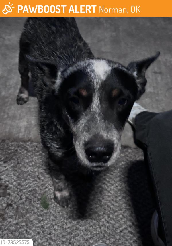 Found/Stray Male Dog last seen Lake Thunderbird, Norman, OK 73019