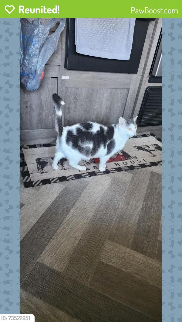 Reunited Female Cat last seen Ruth Street and Sand Lake, Longwood, FL 32779