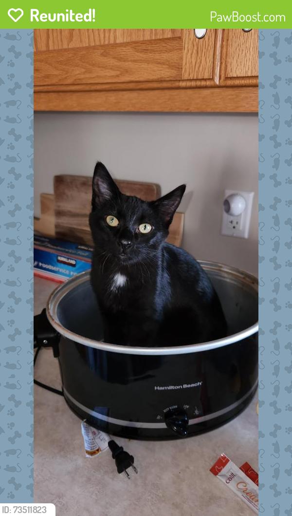 Reunited Male Cat last seen Hall and Baker St W, West Saint Paul, MN 55118
