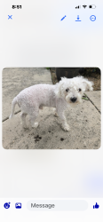 Found/Stray Male Dog last seen Amhurst subdivision, San Antonio, TX 78245