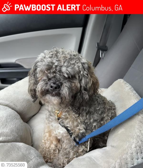 Lost Male Dog last seen Miller Rd, in front of the airport, Columbus, GA 31909