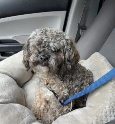 Lost Male Dog last seen Miller Rd, in front of the airport, Columbus, GA 31909