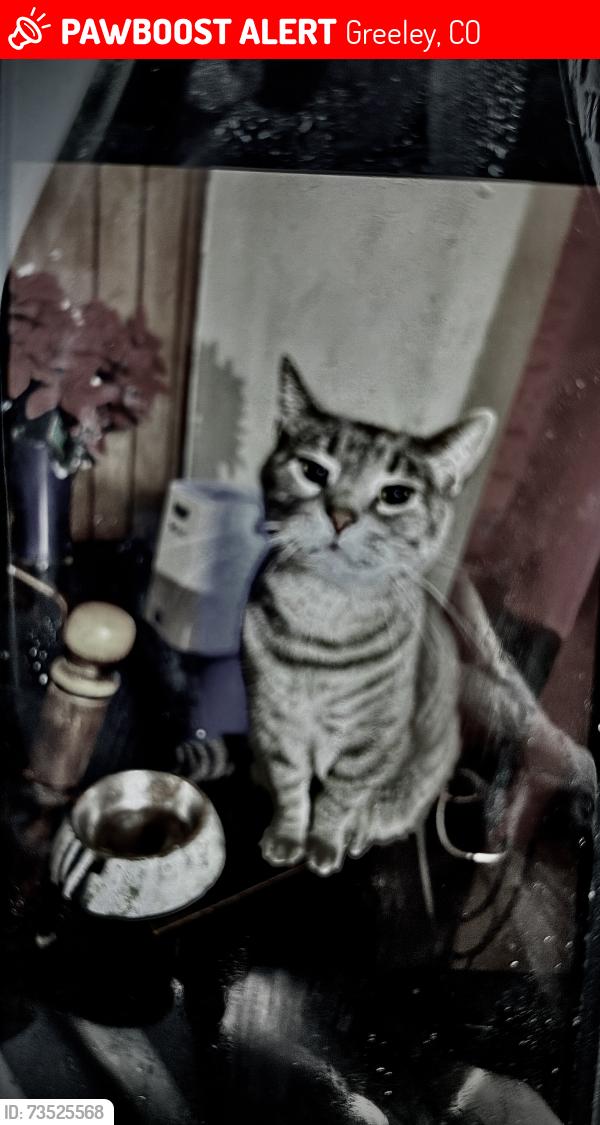 Lost Male Cat last seen 35th & 49th ct, Greeley, CO 80634