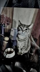 Lost Male Cat last seen 35th & 49th ct, Greeley, CO 80634