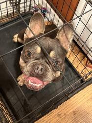 Found/Stray Male Dog last seen Near Doris Ave, Oxnard, CA 93030