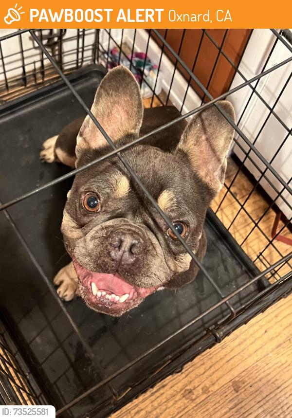 Found/Stray Male Dog last seen Near Doris Ave, Oxnard, CA 93030